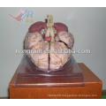 ISO Deluxe Brain Anatomical model, Human Brain model